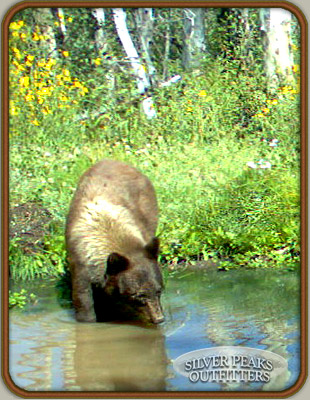 This trail camera picture shows Cathy's Black Bear coming into a pond, 2 weeks prior to seeing him again
