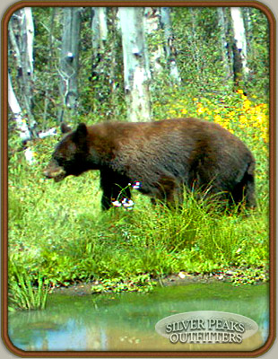 One of many trail camera photos showing Rhonda's trophy Colorado Black Bear.