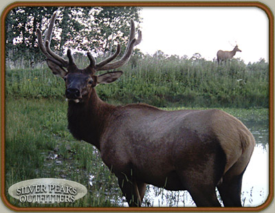 A mid-summer velvet antlered Bull posing for the trail camera on our Camp #2 Private Land Hunting parcel