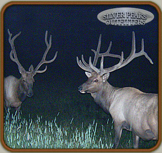Silver Peaks Outfitters' trail cameras at Hunting Camp #2 picked up these two Pope & Young Bull Elk at a nearby reservoir